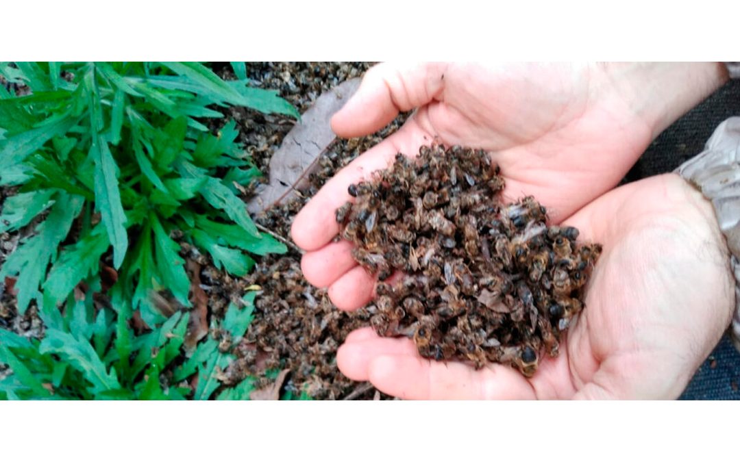 Día Mundial de las Abejas – Por la prohibición total de los plaguicidas tóxicos para las abejas
