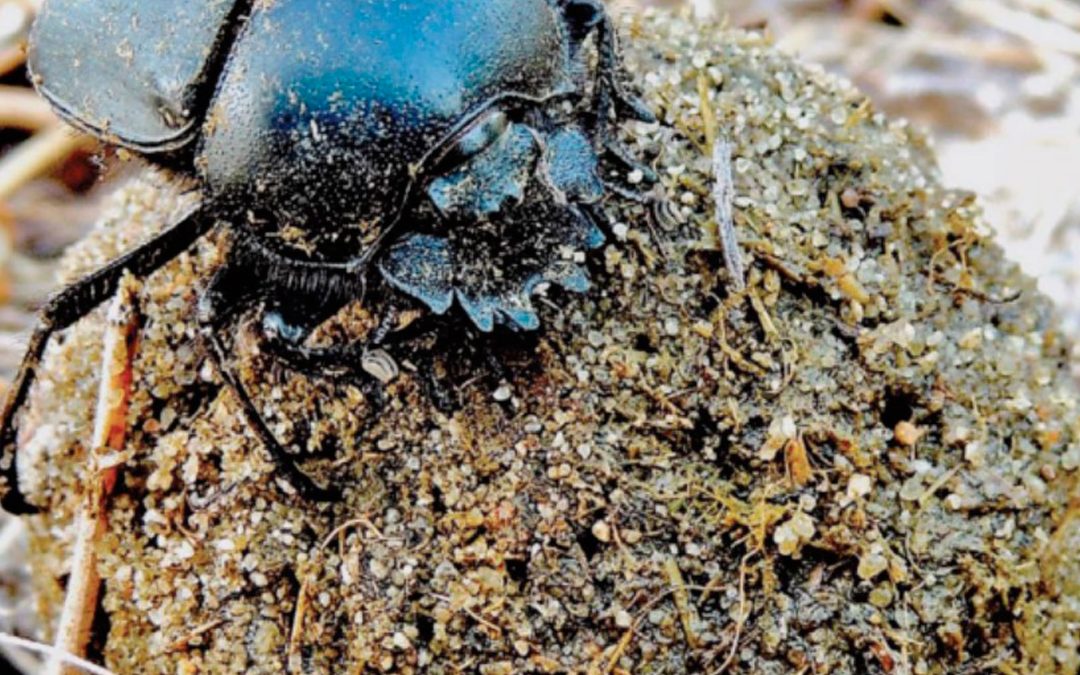 Efecto del uso de la ivermectina en la diversidad de escarabeidos coprófagos
