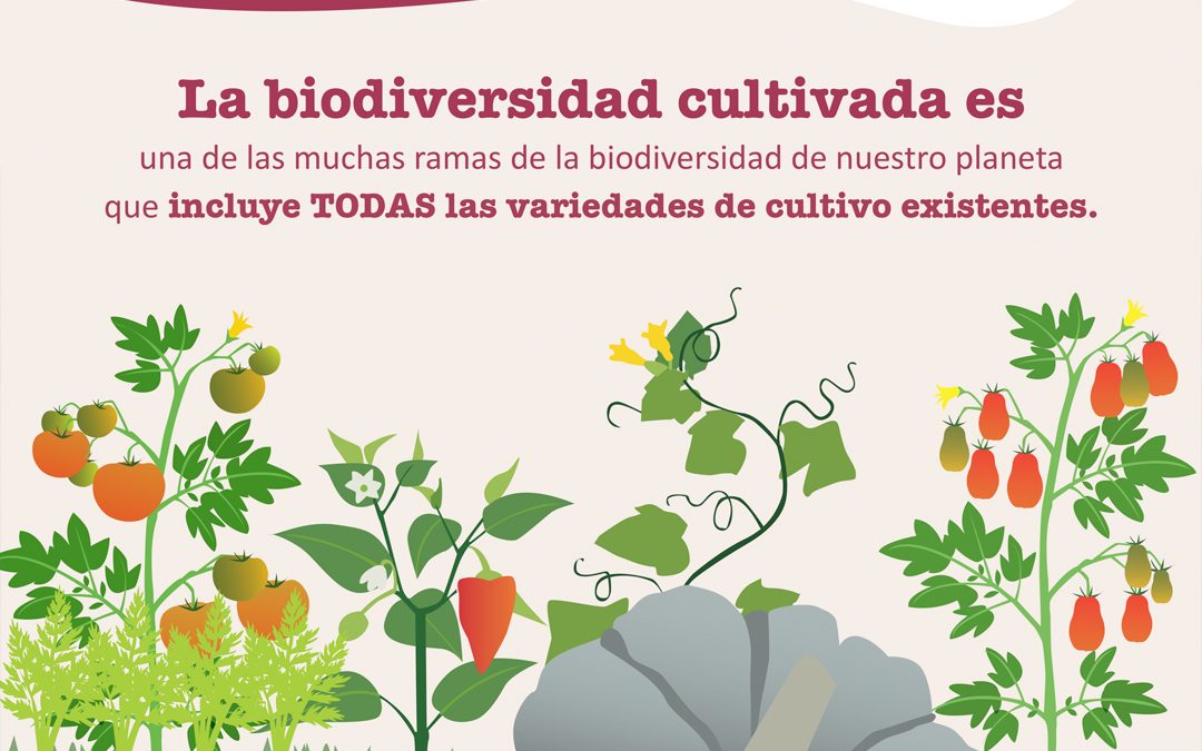 La importancia de las variedades locales valencianas: ¡Consume BIODIVERSIDAD!