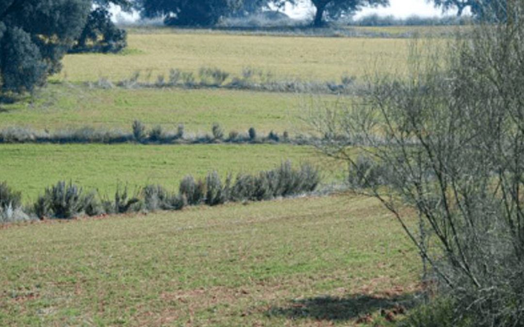 “Efecto del cambio climático en cultivos herbáceos de secano”, premio Prensa Agraria 2020