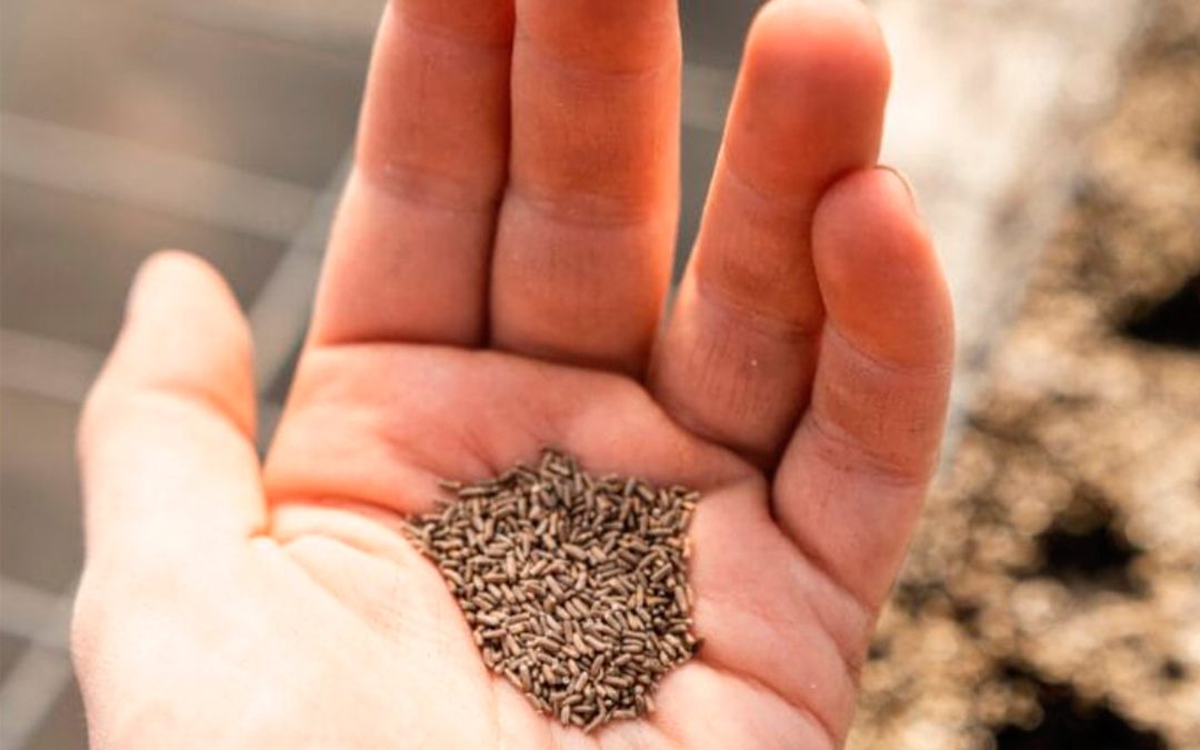 Las bases de datos de semillas ecológicas de Europa, ahora conectadas gracias a LIVESEED