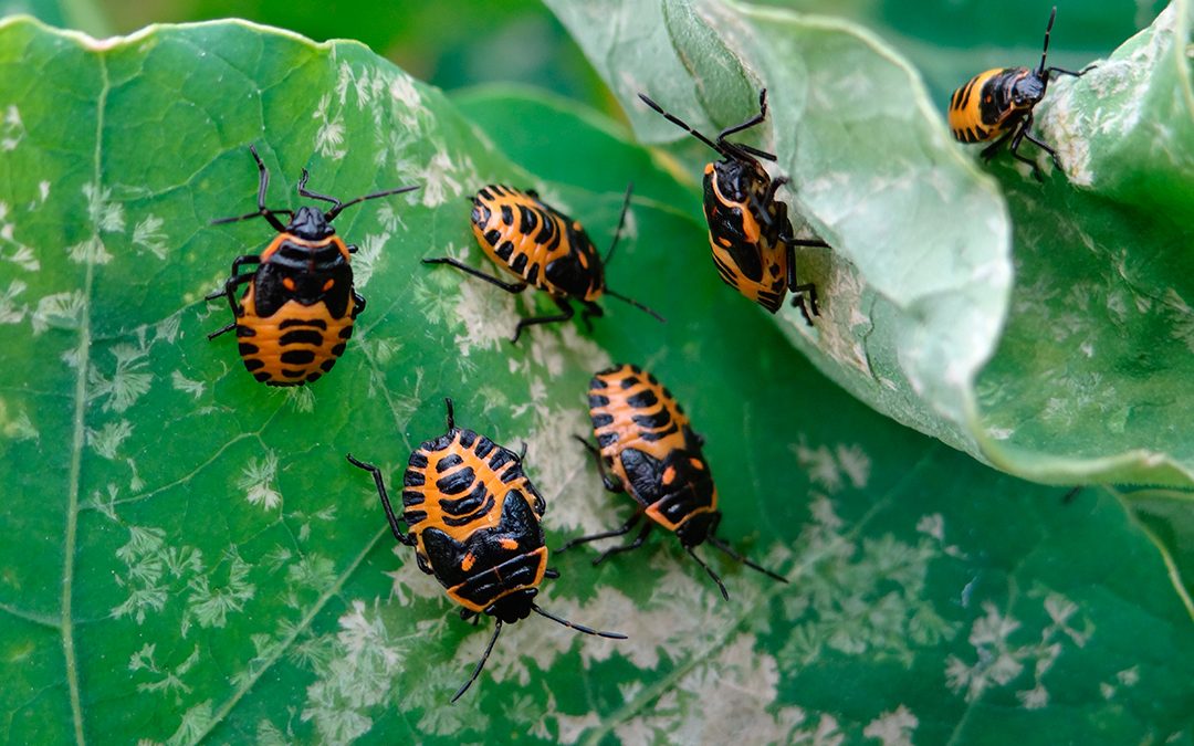 Cursos gratuitos de agricultura ecológica para este verano