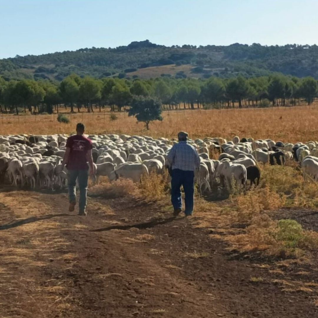 MADRE: MANEJO AGROECOLÓGICO Y DESARROLLO RURAL EN ECOSISTEMAS DE LA SIERRA DE LAS NIEVES