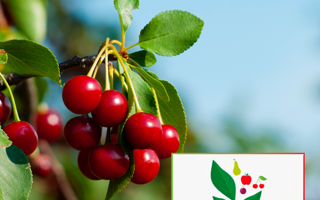 SEAE participa en el proyecto europeo FRUITDIV