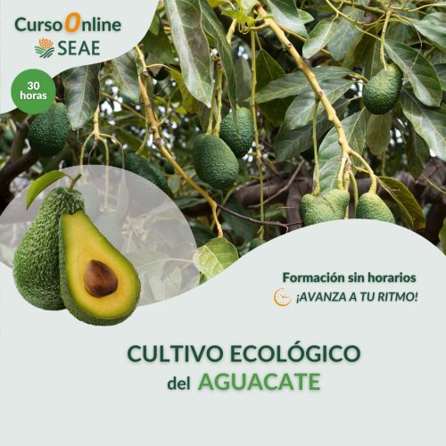 seae-agroecologia-curso-autoestudio-aguacate