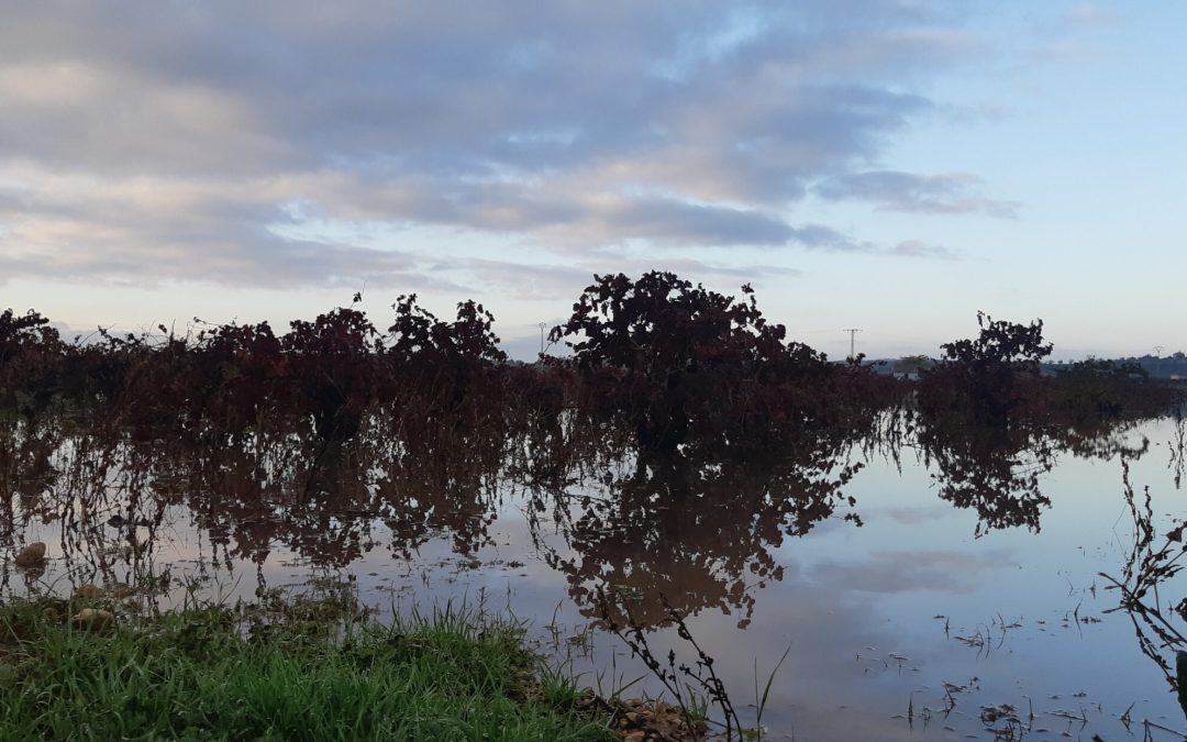 Agradecimiento por vuestro apoyo ante la devastación de la DANA