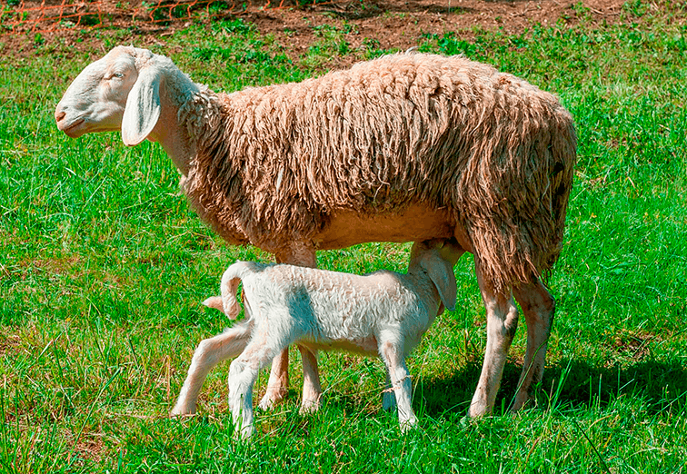 seae-agricultura-ecologica-agroecologia-bienestar-animal