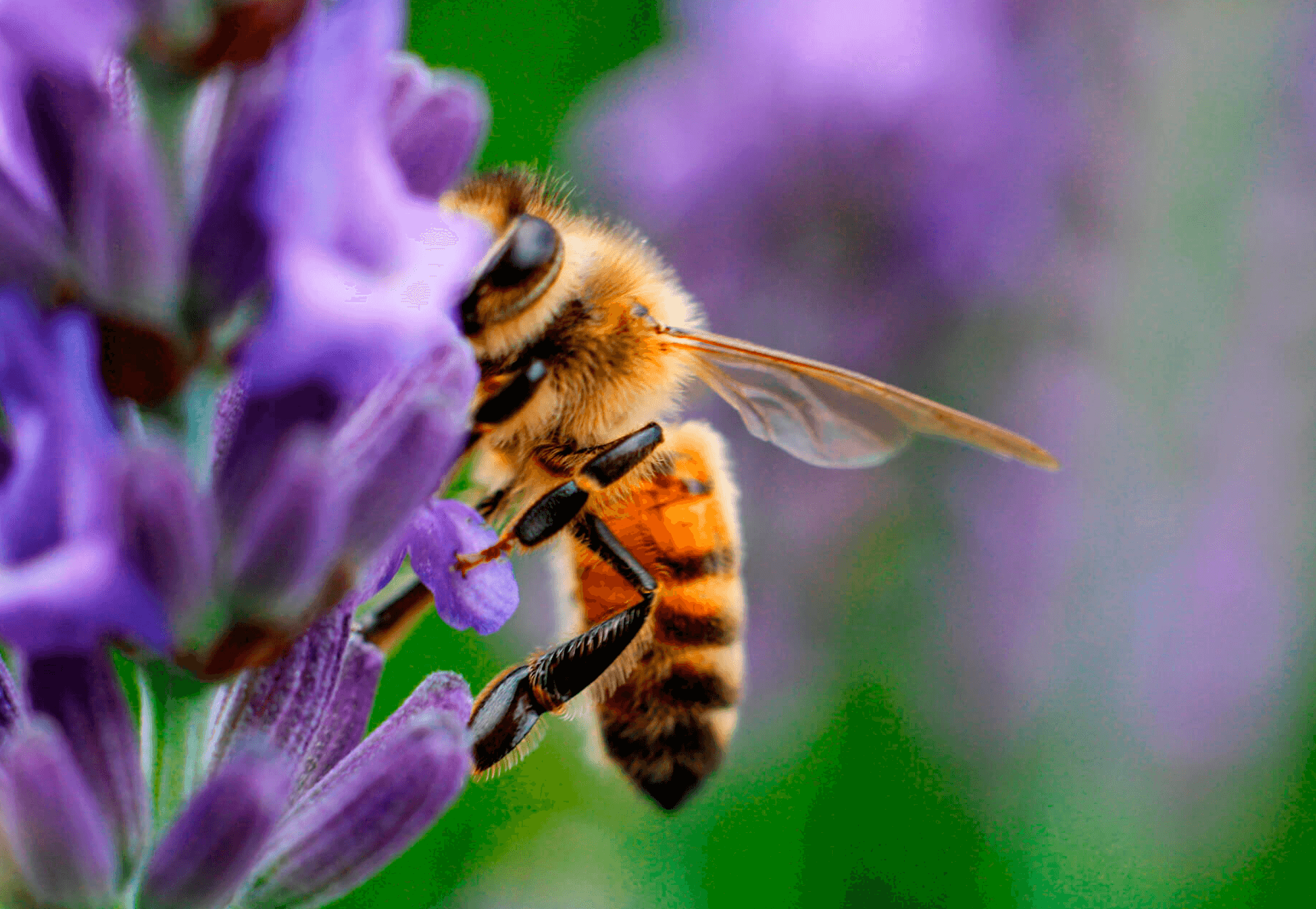 seae-agricultura-ecologica-agroecologia-biodiversidad