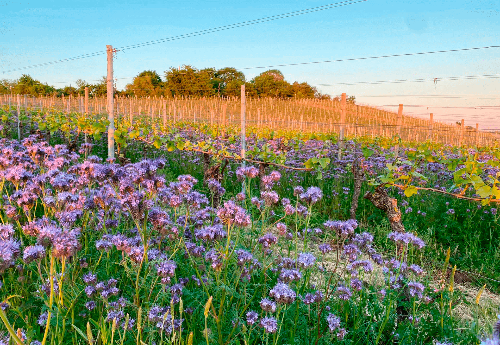 seae-agricultura-ecologica-agroecologia-cubiertas-vegetales