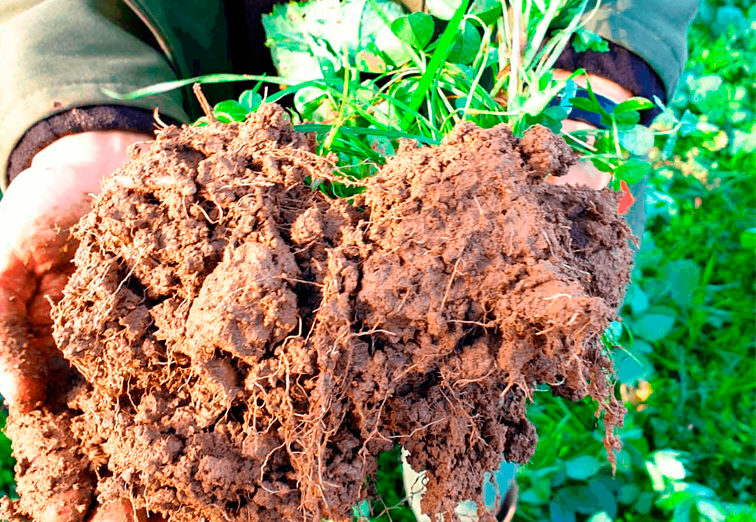 seae-agricultura-ecologica-agroecologia-suelo